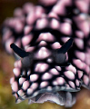   Boogeyman supermacro try 105mm super-macro super macro  